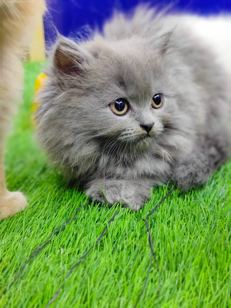 Peki / Piki / Peke / Cat / Kitten / Tripple / Persian / Double 17