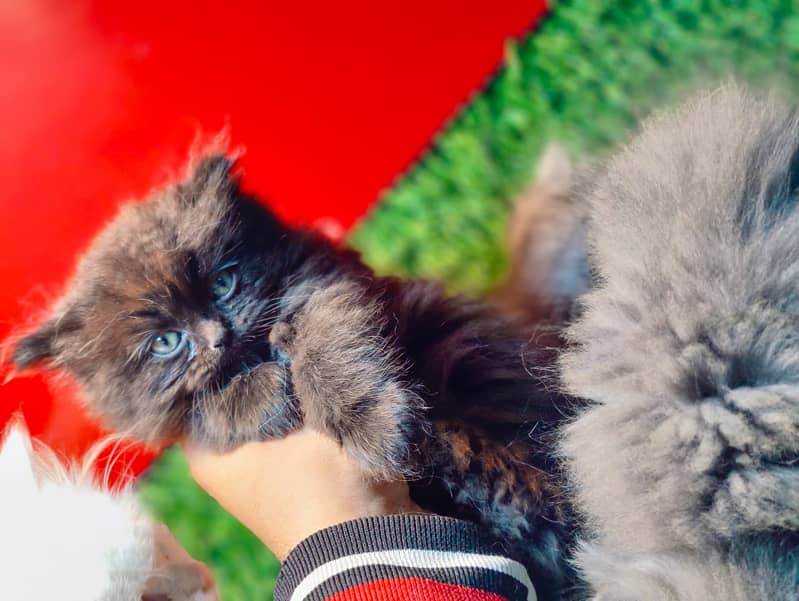 Peki / Piki / Peke / Cat / Kitten / Tripple / Persian / Double 18