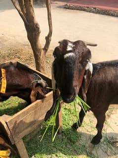 pure desi bakri