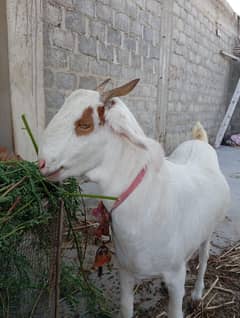 Path 1.6 month and Bakra 1.2 months پٹھ اور بکرا برائے فروخت