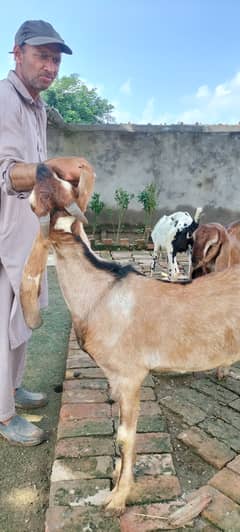 nasli goat male pair