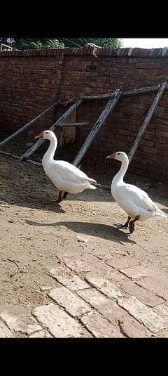 pure white dusks pair