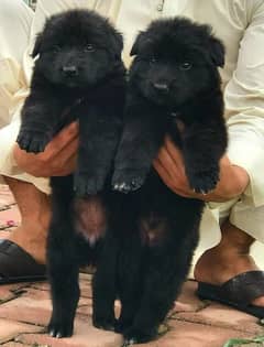 German Shepherd Long Coat Dog | Black German Shepherd Pair