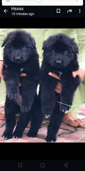 Black German Shepherd 1