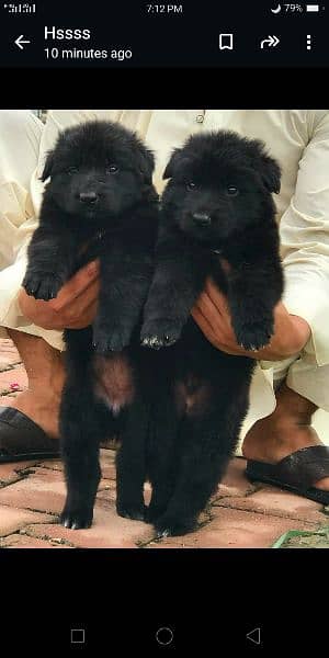 Black German Shepherd 2