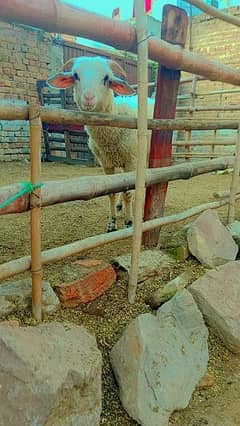 Australian Long Tail Sheeps