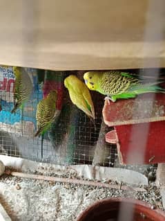 Australian parrots urgent for sale