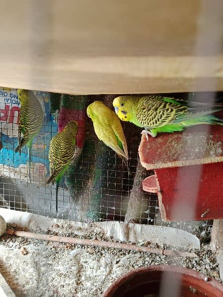 Australian parrots urgent for sale 0