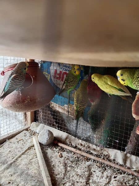 Australian parrots urgent for sale 1