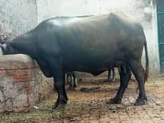 buffalo for sale  03078759155