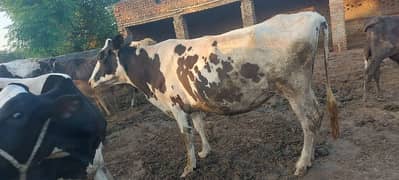 beautiful cow