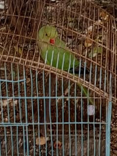 parrot for sale exchange with siba female