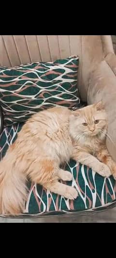 Male Persian Cat for Sale (Vaccinated and well groomed)