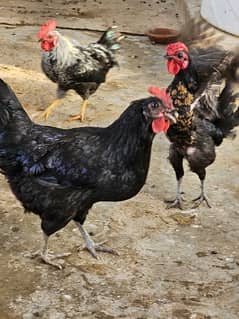 Australorp murghi aur fancy murgha