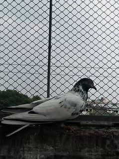 pigeons for sale in urgent sale