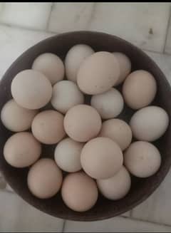 Golden Subright fertile eggs & Golden misri eggs & Heavy White buff eg