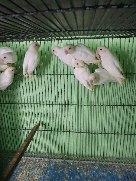 ALBINO RED EYE BREEDER PAIR 2