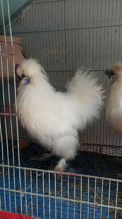 white silkie