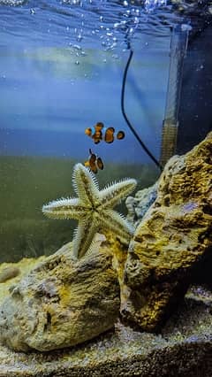 salt water Clown Fish (Nemo) Aquarium