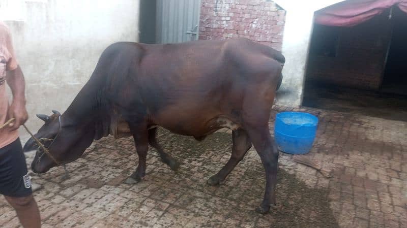 گائے سیل | Cow | Bachra | Cow for sale03231619175 4