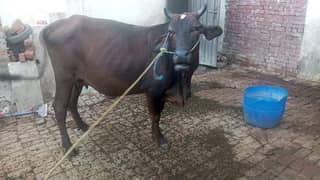 گائے سیل | Cow | Bachra | Cow for sale03231619175 0