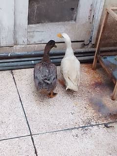 home developed Ducks in white and grey colors 0