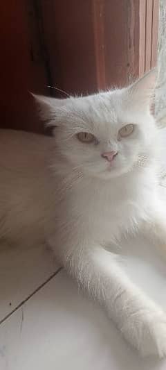 suno white cat