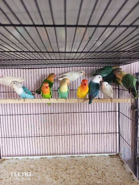 Birds for sell 2