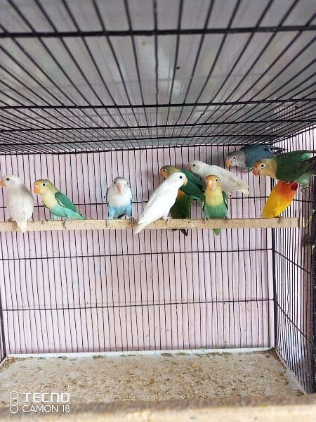 Birds for sell 3