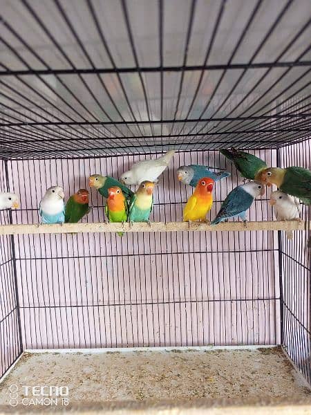 Birds for sell 4