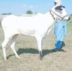 fatehjang / wehri / Cow / gaee / گائے