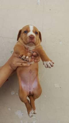 STANDARD SIZE , PITBULL PUPPIES AVAILABLE FOR SALE