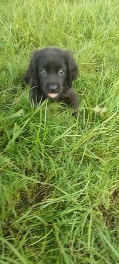 English pointer puppies available for sale