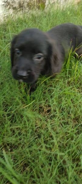 English pointer puppies available for sale 1