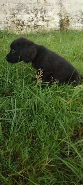 English pointer puppies available for sale 2