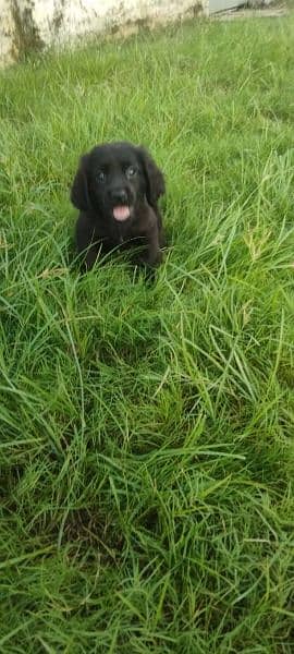 English pointer puppies available for sale 3