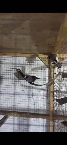 wooden cage finches for sale 1