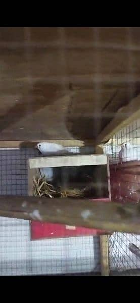 wooden cage finches for sale 2