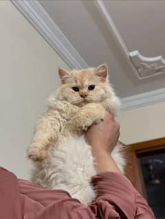 persian triple coat punch face female kittens