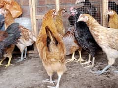 Desi Golden Misri hens