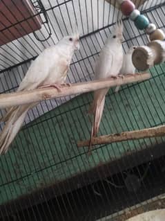 2 Pairs Cockatiel For Ready to Breed For Sale In Lahore