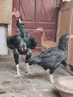 Aseel / Lasani  / pakistani / Murga /  hens / sale