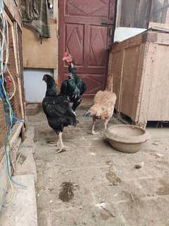 Black Aseel / Bangum / pakistani / Murgia /  hens / sale