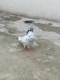 low price pigeon pair