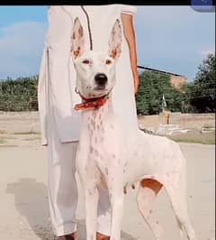 kanta gultair female age 12 month for sale