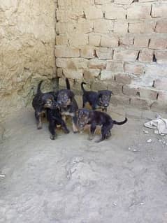 germen shepherd breed dogs for sale only 20 day dogs