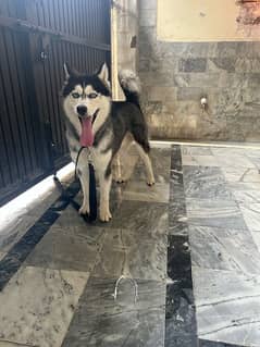 husky for sale