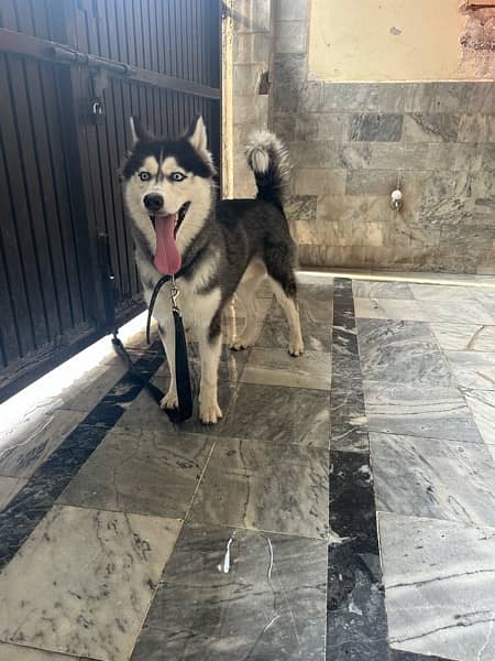 husky for sale 2