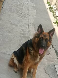 German Shepherd female long coat