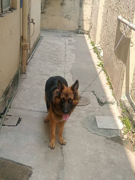 German Shepherd female long coat 1